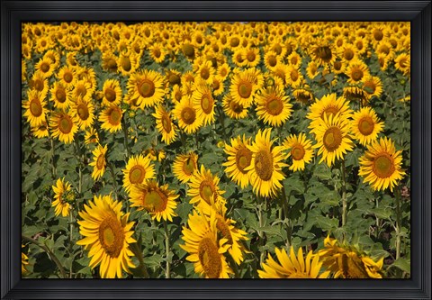 Framed Spain, Andalusia, Cadiz Province Sunflower Fields Print