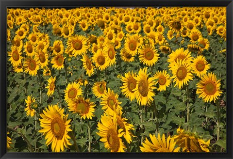 Framed Spain, Andalusia, Cadiz Province Sunflower Fields Print