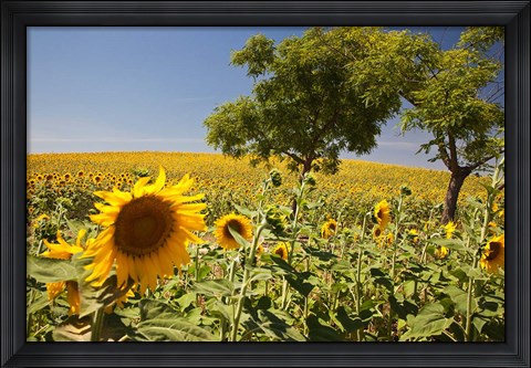 Framed Spain, Andalusia, Cadiz Province Trees in field of Sunflowers Print