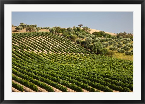 Framed Spain, Andalusia, Cadiz Province Vineyard Field and Olive Grove Print