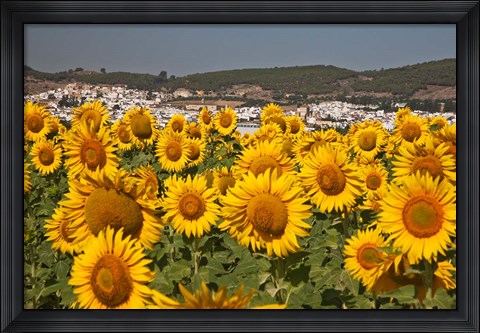 Framed Spain, Andalusia, Cadiz Province, Bornos Sunflower Fields Print