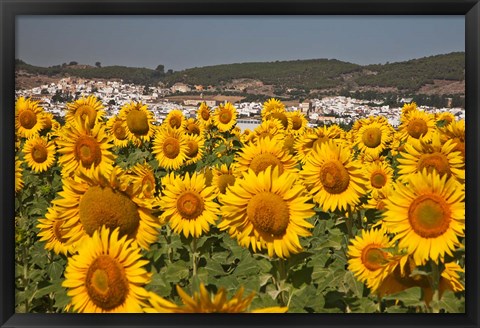 Framed Spain, Andalusia, Cadiz Province, Bornos Sunflower Fields Print