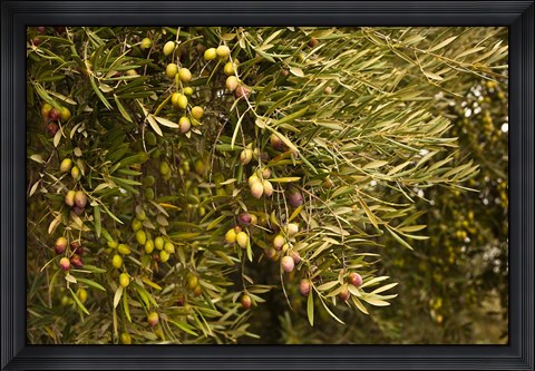Framed Spain, Jaen Province, Jaen-area, Olive Trees Print
