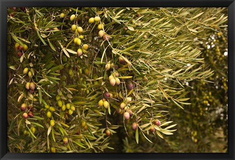 Framed Spain, Jaen Province, Jaen-area, Olive Trees Print