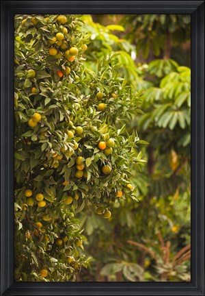 Framed Spain, Malaga, trees in the Paseo del Parque Print