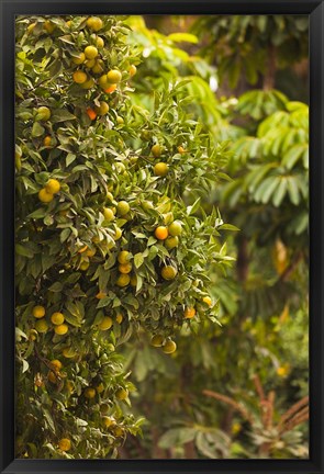 Framed Spain, Malaga, trees in the Paseo del Parque Print