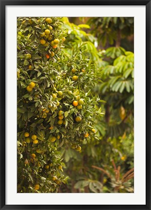 Framed Spain, Malaga, trees in the Paseo del Parque Print