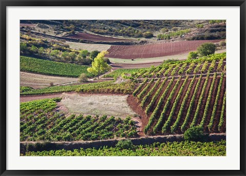 Framed Vineyards, Bobadilla, Spain Print