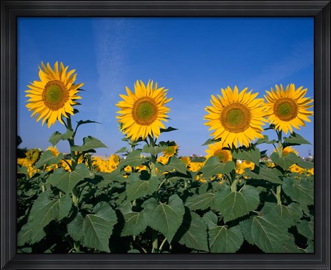 Framed Sunflowers, Spain Print