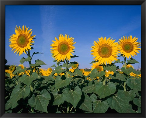 Framed Sunflowers, Spain Print