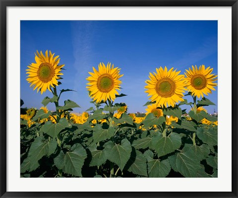 Framed Sunflowers, Spain Print