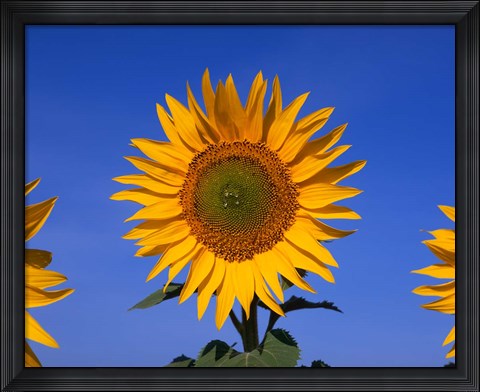 Framed Sunflowers, Spain Print