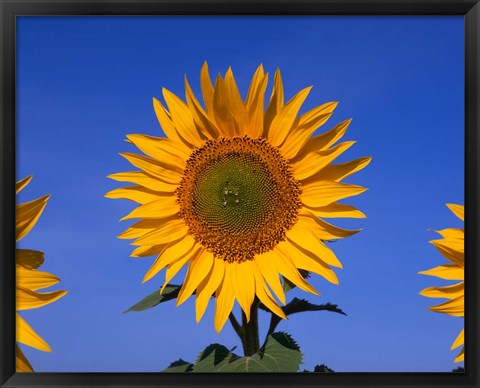 Framed Sunflowers, Spain Print