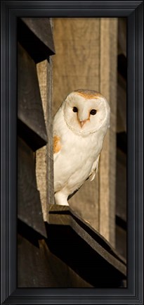 Framed England, Barn Owl looking out from Barn Print