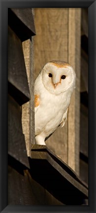 Framed England, Barn Owl looking out from Barn Print