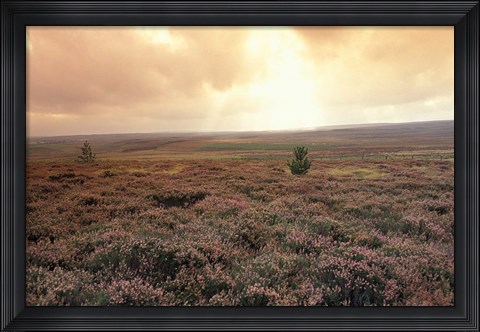 Framed Heather, near Danby, North York Moors, England Print
