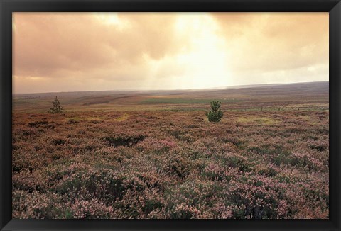 Framed Heather, near Danby, North York Moors, England Print