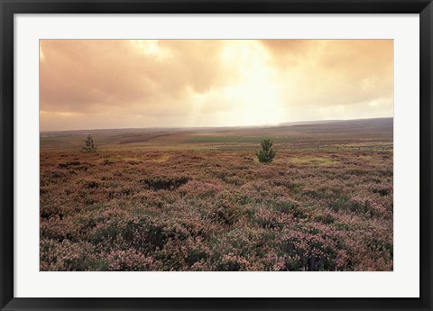 Framed Heather, near Danby, North York Moors, England Print