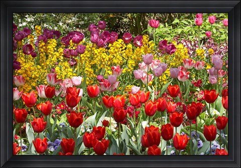 Framed Tulips in St James&#39;s Park, London, England, United Kingdom Print