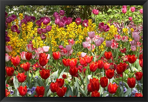 Framed Tulips in St James&#39;s Park, London, England, United Kingdom Print