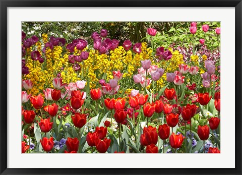 Framed Tulips in St James&#39;s Park, London, England, United Kingdom Print