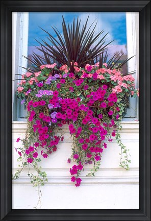 Framed Flower Box in London, England Print