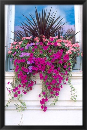 Framed Flower Box in London, England Print