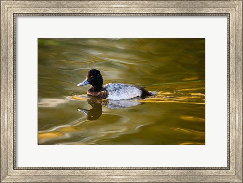 Framed UK, Tufted Duck on pond reflecting Fall colors Print