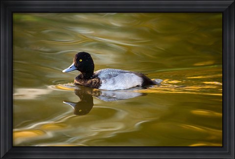 Framed UK, Tufted Duck on pond reflecting Fall colors Print