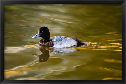Framed UK, Tufted Duck on pond reflecting Fall colors Print