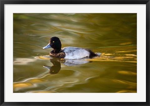 Framed UK, Tufted Duck on pond reflecting Fall colors Print