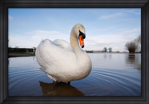 Framed Mute Swan (Cygnus olor) on flooded field, England Print