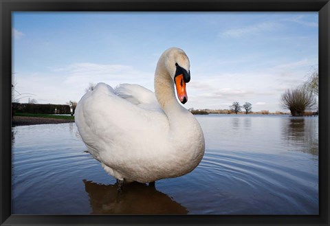 Framed Mute Swan (Cygnus olor) on flooded field, England Print