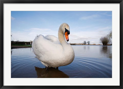 Framed Mute Swan (Cygnus olor) on flooded field, England Print