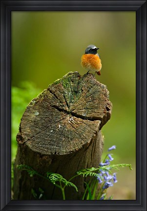 Framed Redstart bird, Forest of Dean, Gloucestershire, UK Print