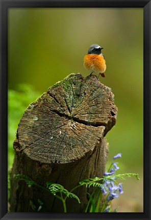 Framed Redstart bird, Forest of Dean, Gloucestershire, UK Print