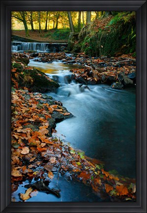 Framed Stream with Autumn Leaves, Forest of Dean, UK Print