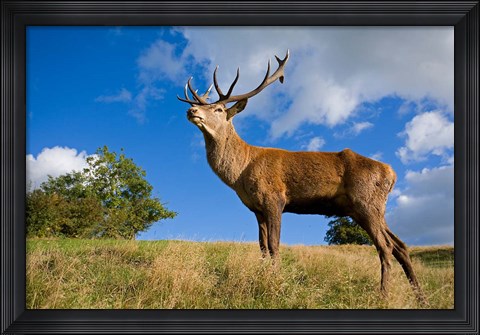 Framed UK Red Deer in countryside Print