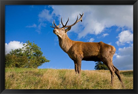 Framed UK Red Deer in countryside Print