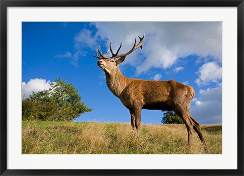 Framed UK Red Deer in countryside Print