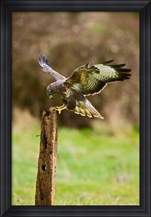 Framed UK, Common Buzzard bird on wooden post Print