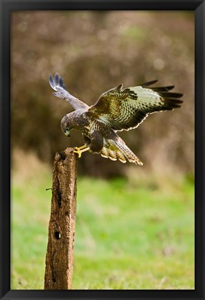 Framed UK, Common Buzzard bird on wooden post Print