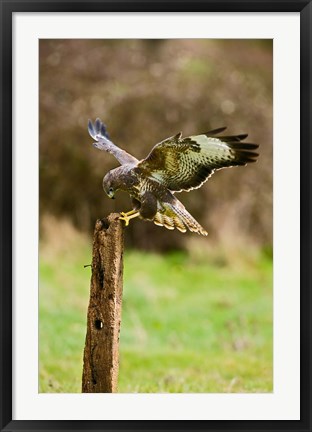 Framed UK, Common Buzzard bird on wooden post Print