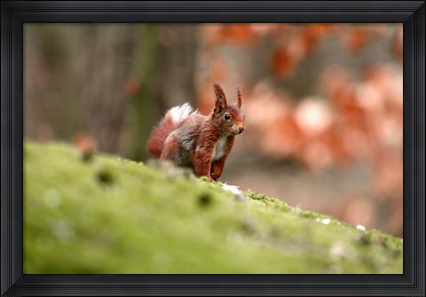 Framed UK, England Red Squirrel Print