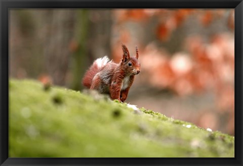 Framed UK, England Red Squirrel Print