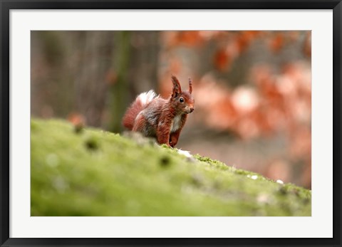 Framed UK, England Red Squirrel Print