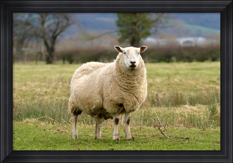 Framed UK, England, Cotswold Sheep farm animal Print