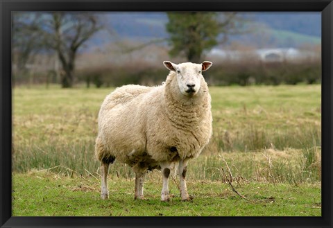 Framed UK, England, Cotswold Sheep farm animal Print