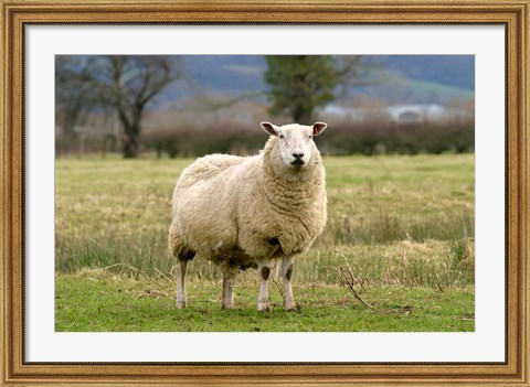 Framed UK, England, Cotswold Sheep farm animal Print