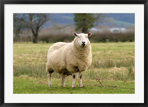 Framed UK, England, Cotswold Sheep farm animal Print